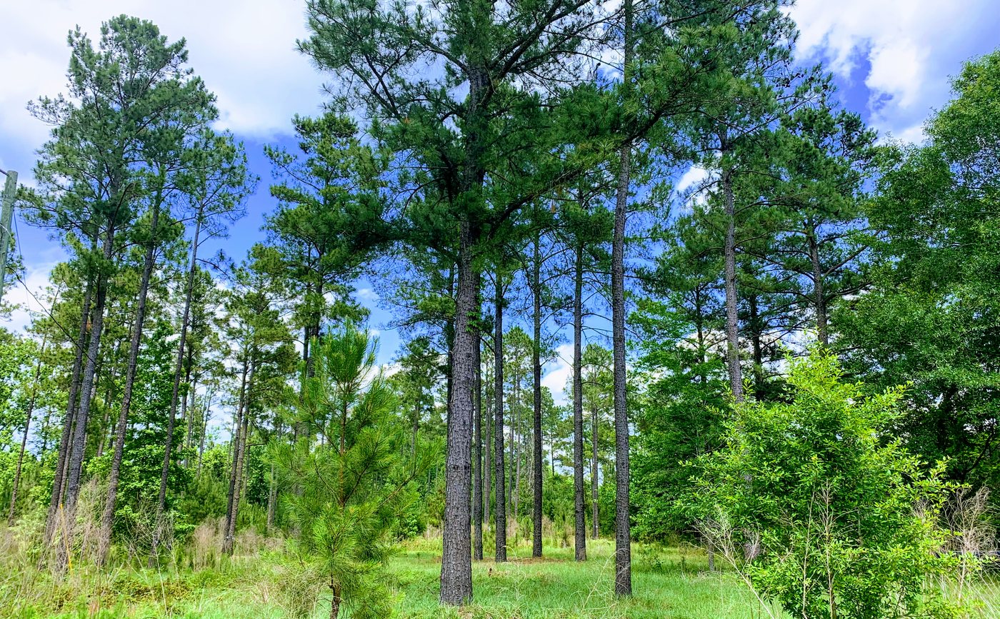 A thinned pine stand with grass between the rows and young pines coming up